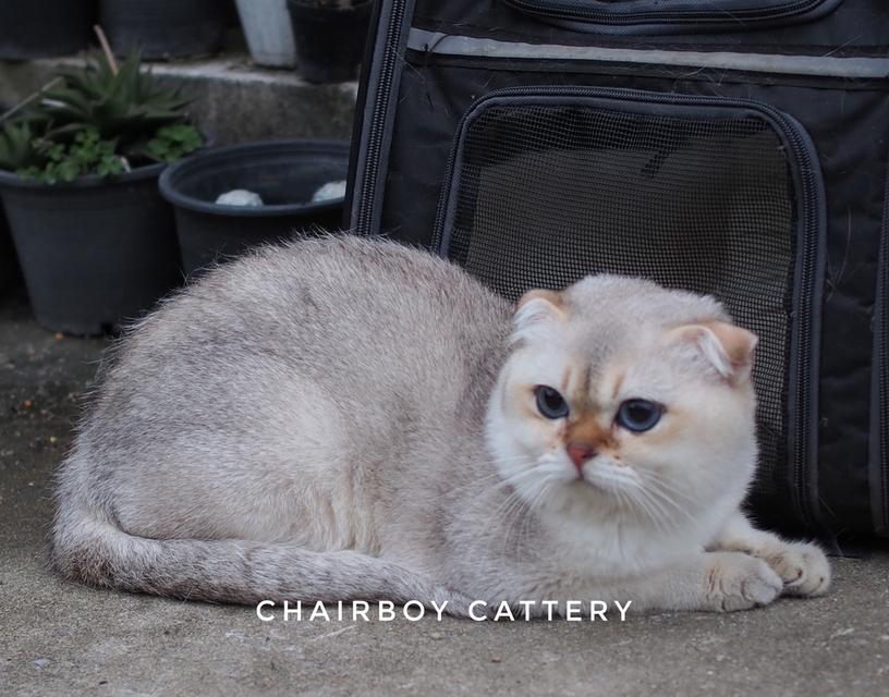 พ่อพันธุ์ Scottish fold