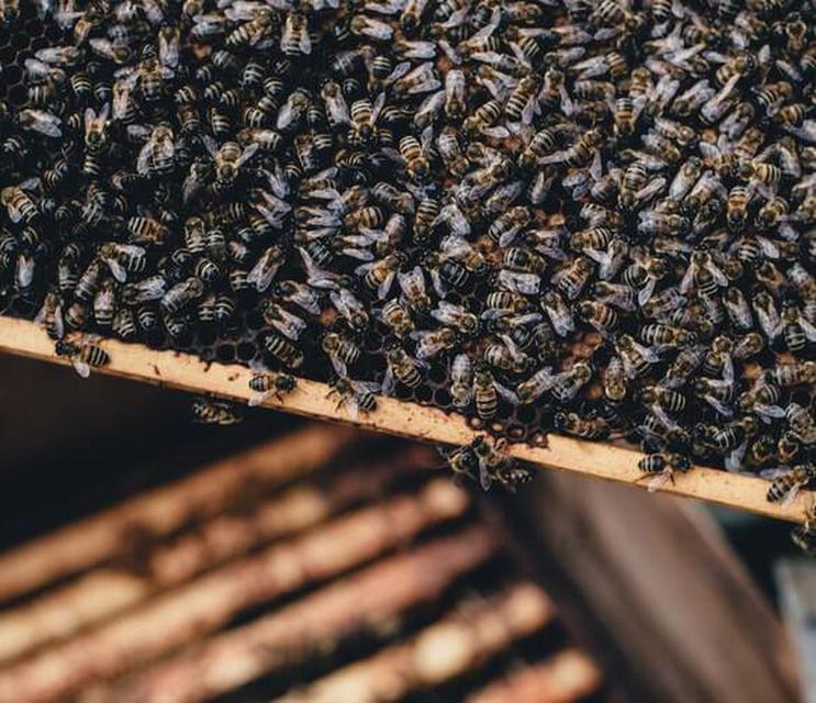 วิธีเก็บน้ำผึ้งจากฟาร์มผึ้ง 5