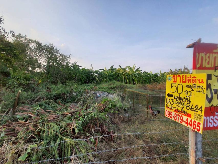 ขายด่วนที่ดิน 50 ตรว ติดถนนสาธารณะ ถมแล้ว ซ.คลองสี่ ตอ.14/1 คลองหลวง ปทุมธานี 1