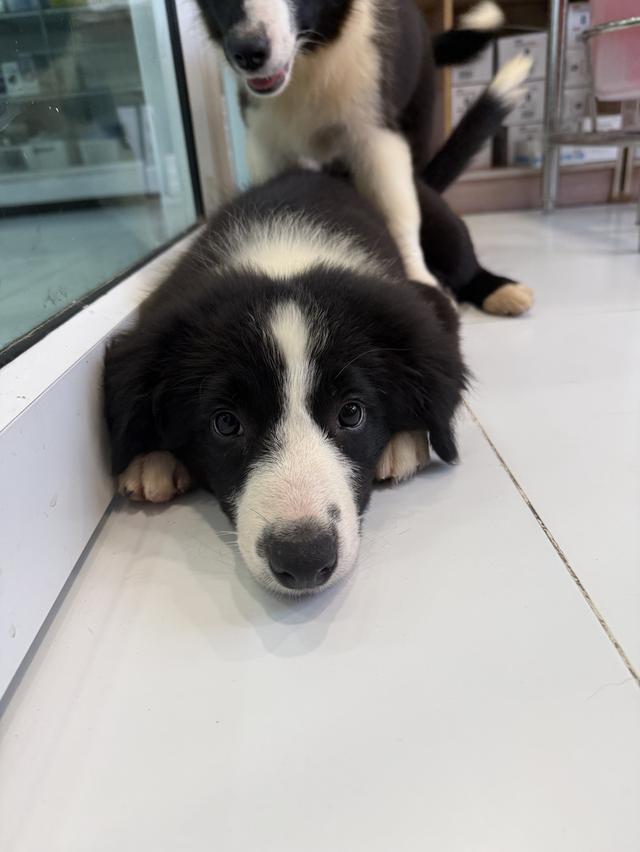 ลูกสุนัขบอร์เดอร์คอลลี่ Bordercollie ราคาแบ่งเลี้ยง