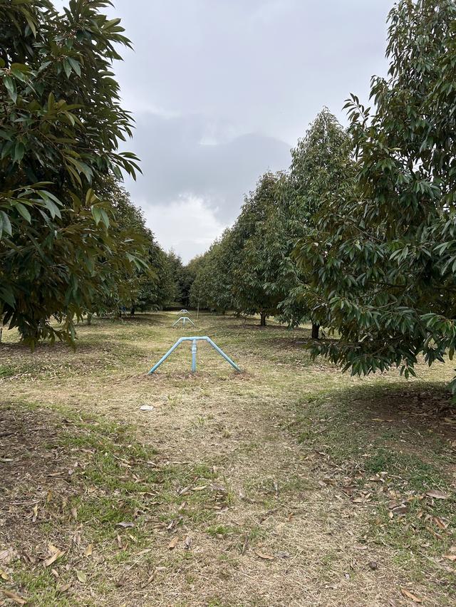 ขายสวนทุเรียน ชำฆ้อ หมู่5 เขาชะเมา 10