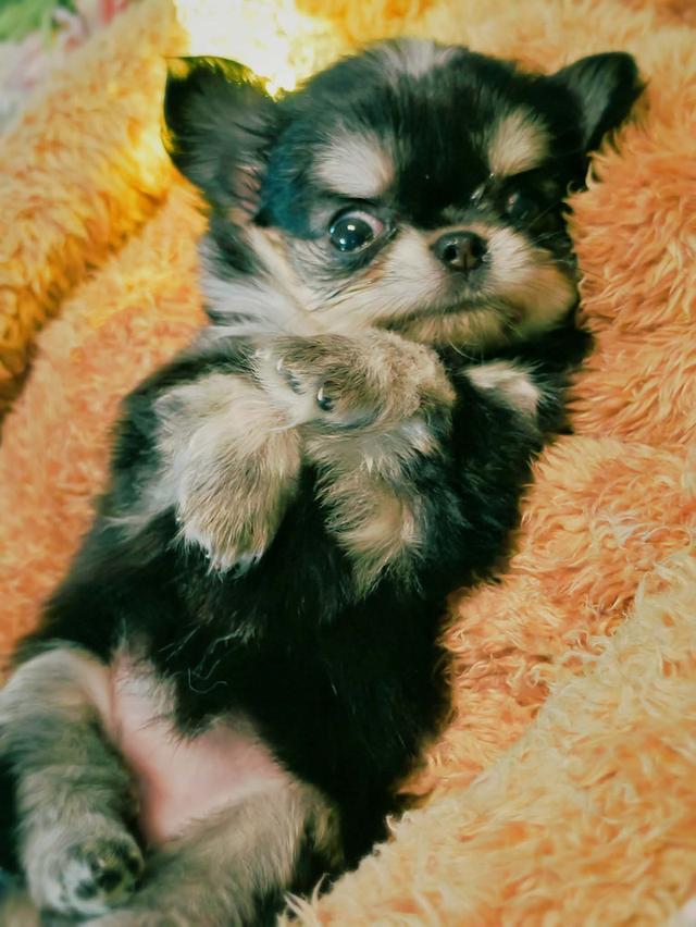 ลูกชิวาวาพันธุ์แท้ ขนยาว พ่อแม่จากสายพันธุ์เพ็ดดีกรี