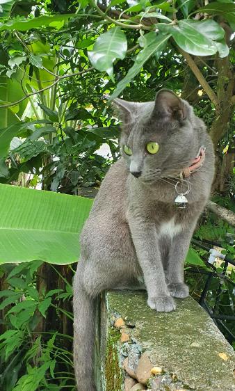 แมวสีสวาดแมวไทยแท้ 2