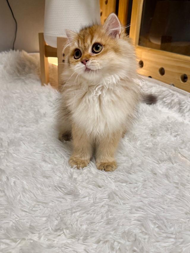 เด็กหญิงบริติช ลองแฮร์ (British Longhair)