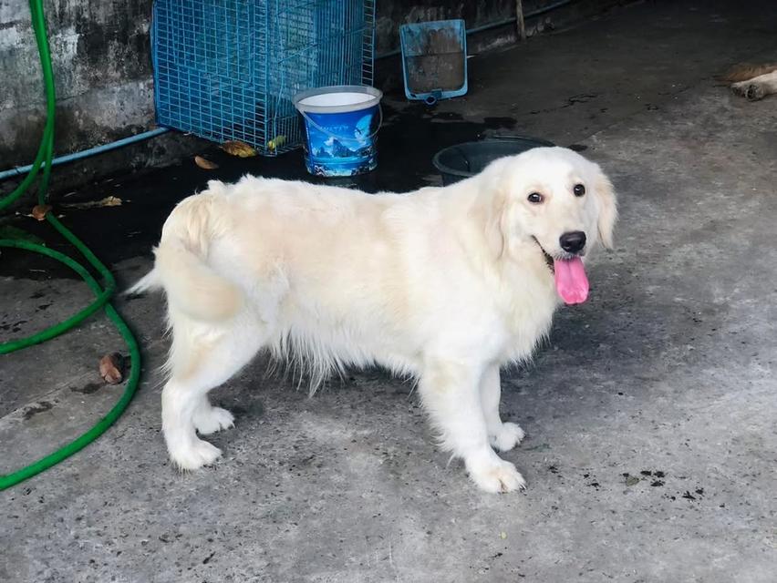 สุนัข White Golden Retriever นำเข้า 2