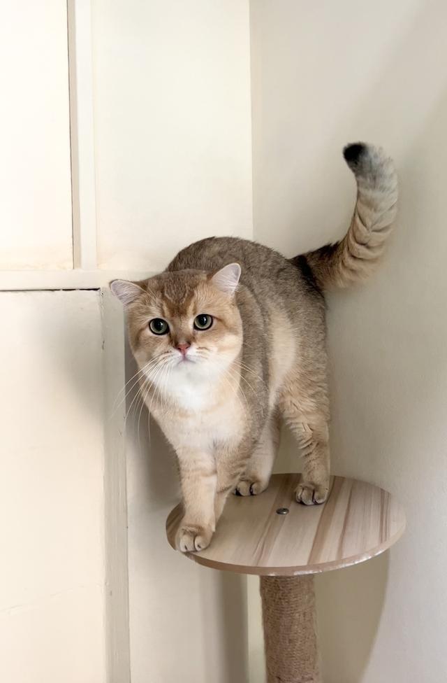 ดช.บริติช (พร้อมย้าย)