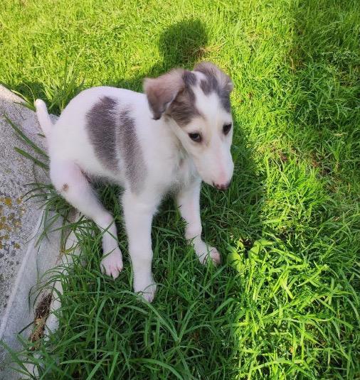 สุนัข Borzoi ตัวเมีย 3