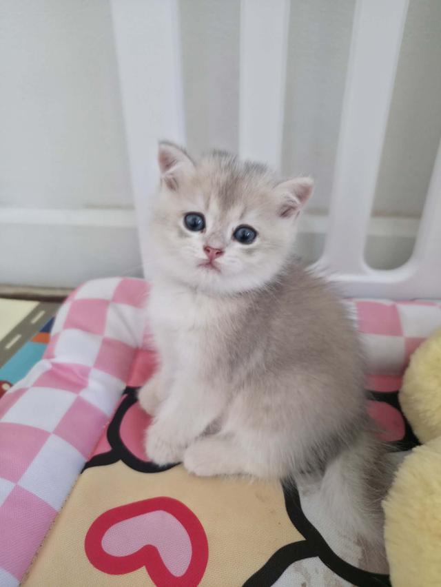 น้องแมวบริติช ช็อตแฮร์ รูปที่ 3