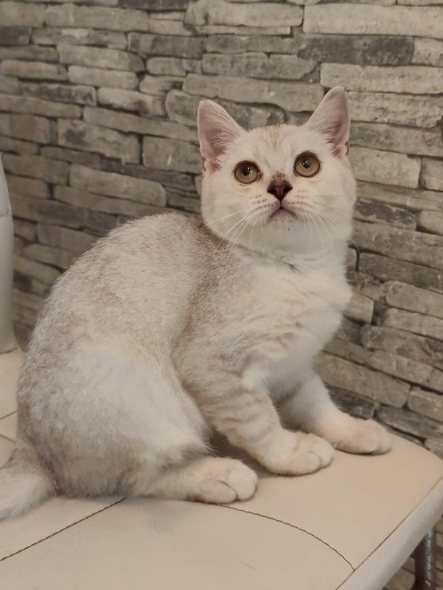 ลูกแมวสก็อตติส
