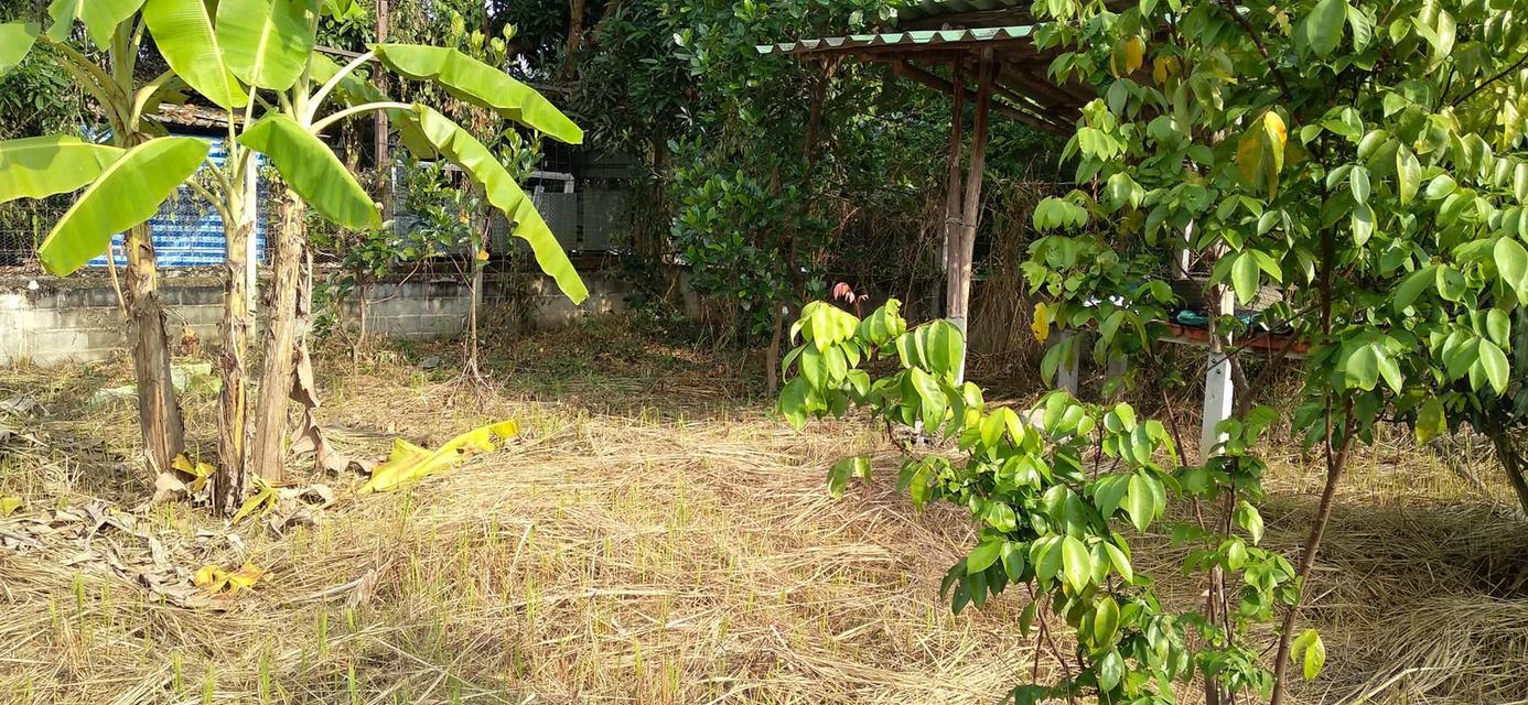 ที่ดินเปล่า 200 ตร.ว. 6