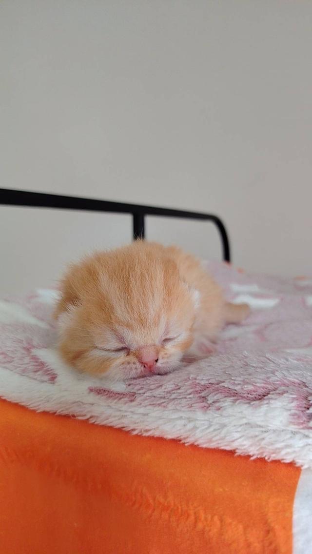 แมว EXO ติก   🔥🔥🏠🔥 แมวหน้าบี้ รูปที่ 9