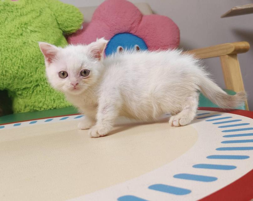 แมวสก๊อตติช Scottish Oscat cattery chiangmai รูปที่ 2