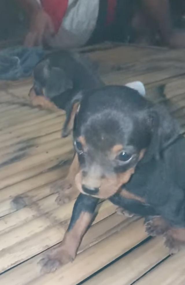 ขายเหมา 2 ตัว Miniature Pinscher 2