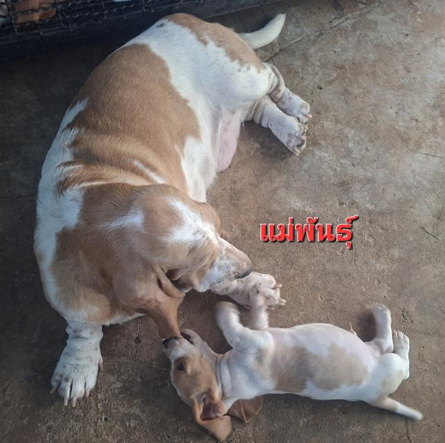 บาสเซ็ตฮาว์ดใบเพ็ดสมาคมพัฒนาพันธุ์สุนัข รูปที่ 7