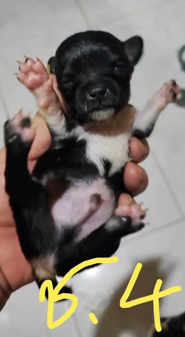 ขายลูกชิวาวา (ลูกหมาเลี้ยงบ้าน) 14