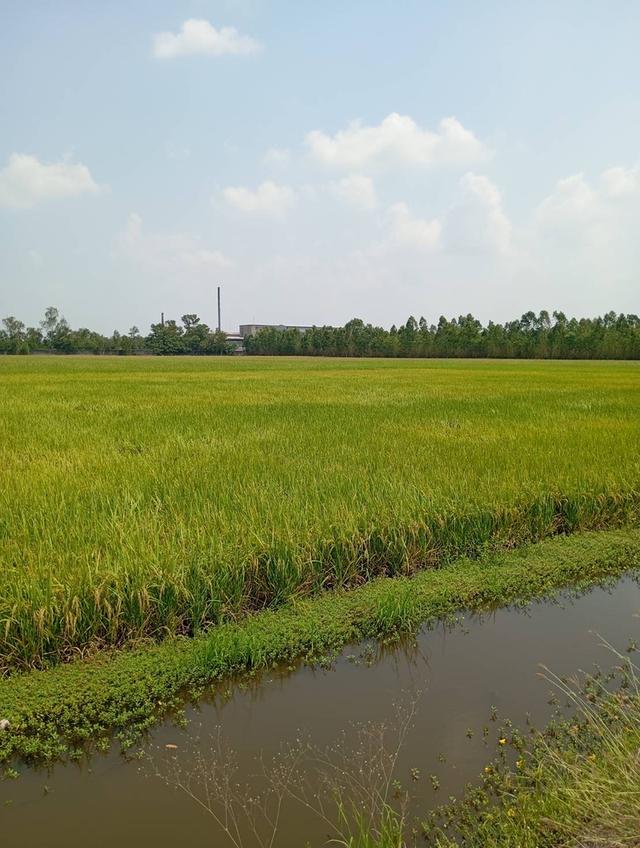 ที่ดินเปล่า จังหวัดพระนครศรีอยุธยา 3