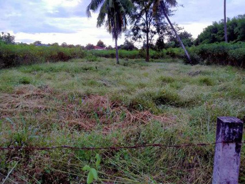 ขายที่ดิน พื้นที่ EEC 200 ตรว นาเริก พนัสนิคม ชลบุรี ใกล้ถนน.331 (แยกเกาะโพธิ์)เพียง 5 กม เหมาะปลูกบ้านพักอาศัย การเกษตร 3