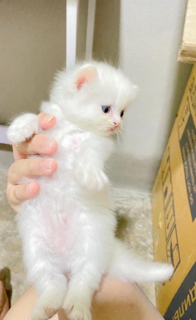 ขายแมวเปอร์เซีย สีขาวน่ารัก 3