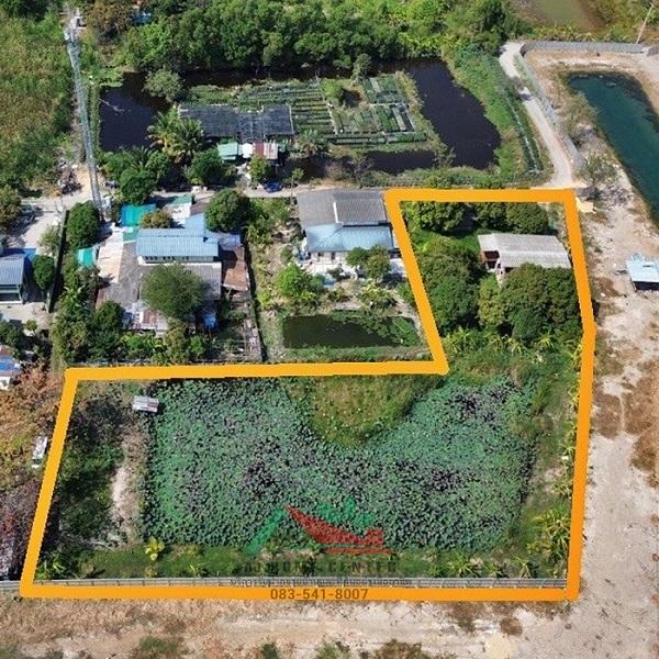 ขายที่ดินพร้อมบ้านและบ่อบัว ขนาด1-1-66ไร่ ซ.วัดเวฬุวนาราม18 ราคาพร้อมคุย 2