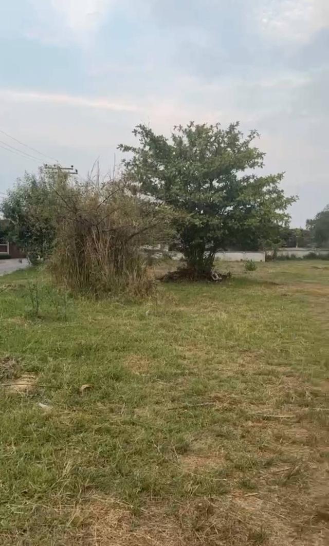 ขายที่ดิน จัดสรร ต.บ้านแหวน อ.หางดง จ.เชียงใหม่ 5