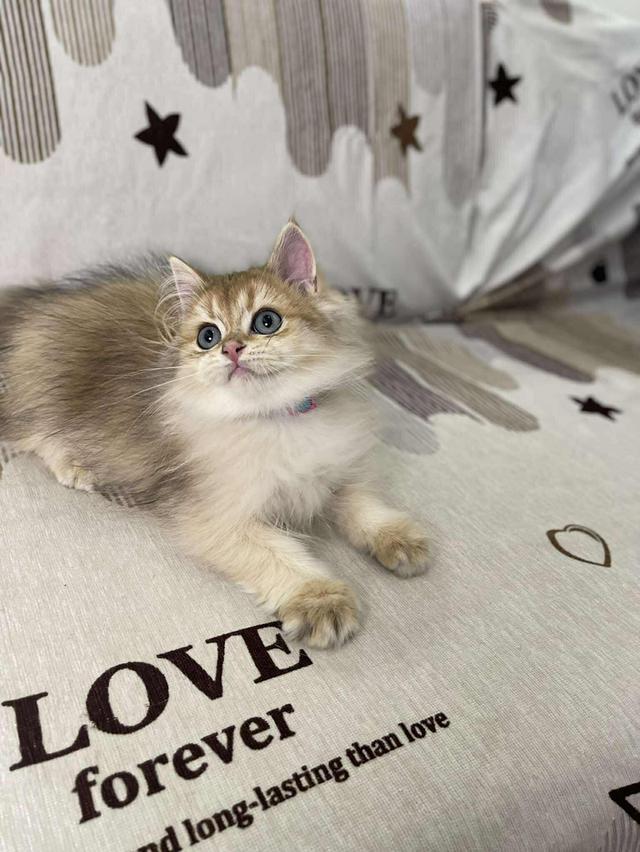 British Longhair WCF 9