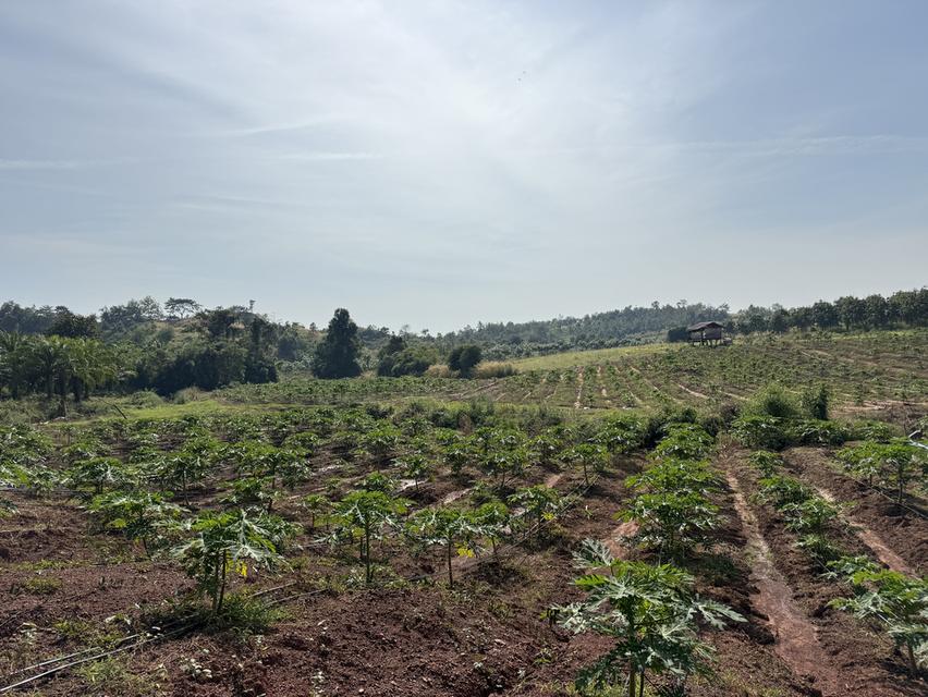 ขายที่ดิน พร้อมที่พักอาศัย 5