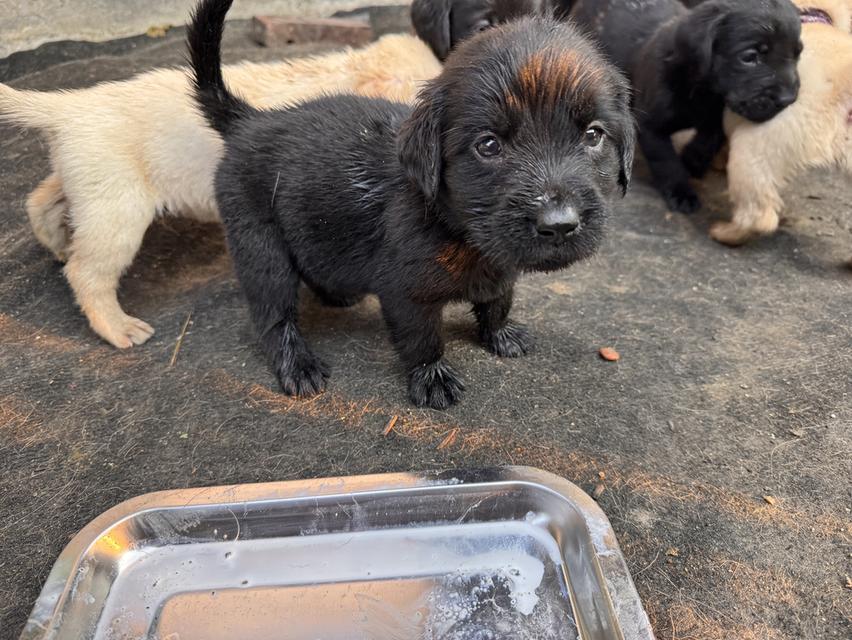 สุนัขลาบาดอร์ลแท้ไม่ผสม