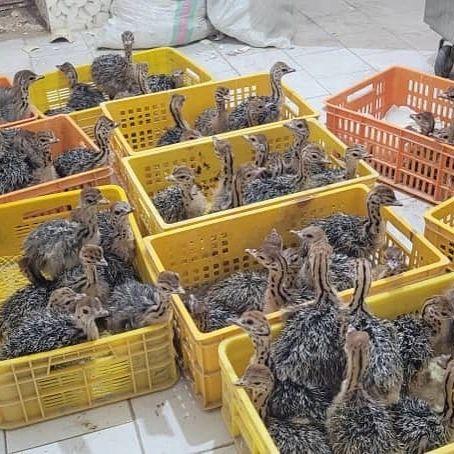 Ostrich chicks for sale  WhatsApp me : +66 63 826 3042 รูปที่ 2