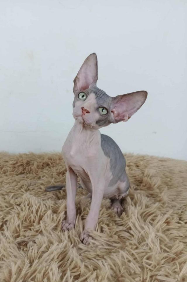 36.แมวสฟิงซ์/เพศผู้ Sphynx Cat/Male 4