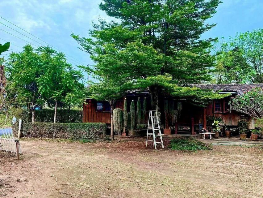ที่ดินพร้อมสิ่งปลูกสร้าง ต.ป่าตัน อ.เมืองเชียงใหม่ 11
