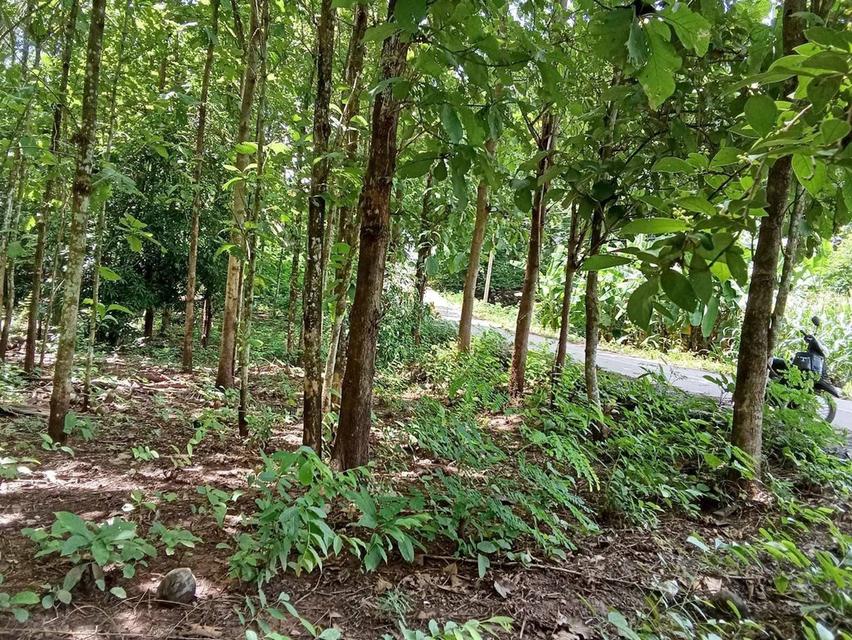 ที่ดินพร้อมสวนสัก อ.น้ำปาด จ.อุตรดิดถ์ 7