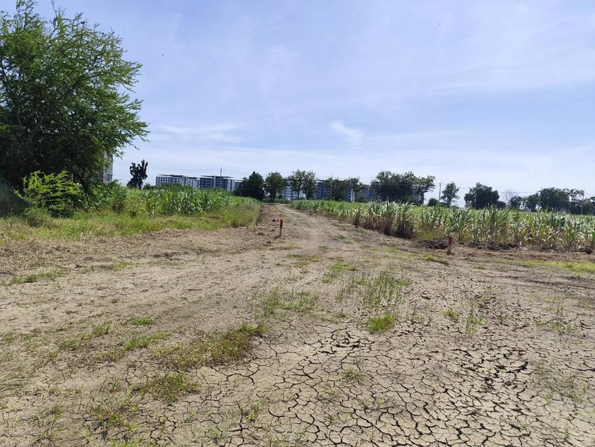 land for sale Nakhon Pathom ขายที่ดินเปล่าสวยมาก กำแพงแสน แบ่งขายได้ แปลง 5 ไร่ เหมาะทำหอพักนักศึกษา ใกล้ มหาลัยเกษตรศาสตร์ กำแพงแสน 8