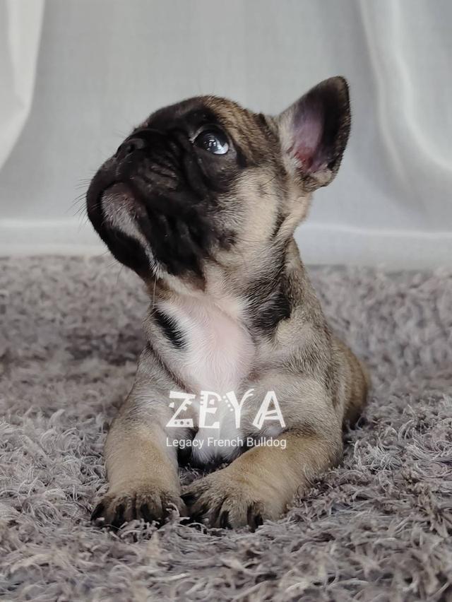 ZEYA เฟรนช์บูลด็อก เพศเมีย สีเซเบิล 7