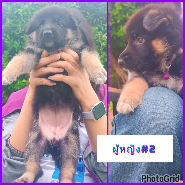 ลูกสุนัขเยอรมันเชพเพิร์ดแท้ รูปที่ 6