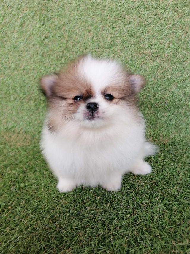 ปอมเเท้ เพศผู้ สีปาร์ตี้ พร้อมย้าย