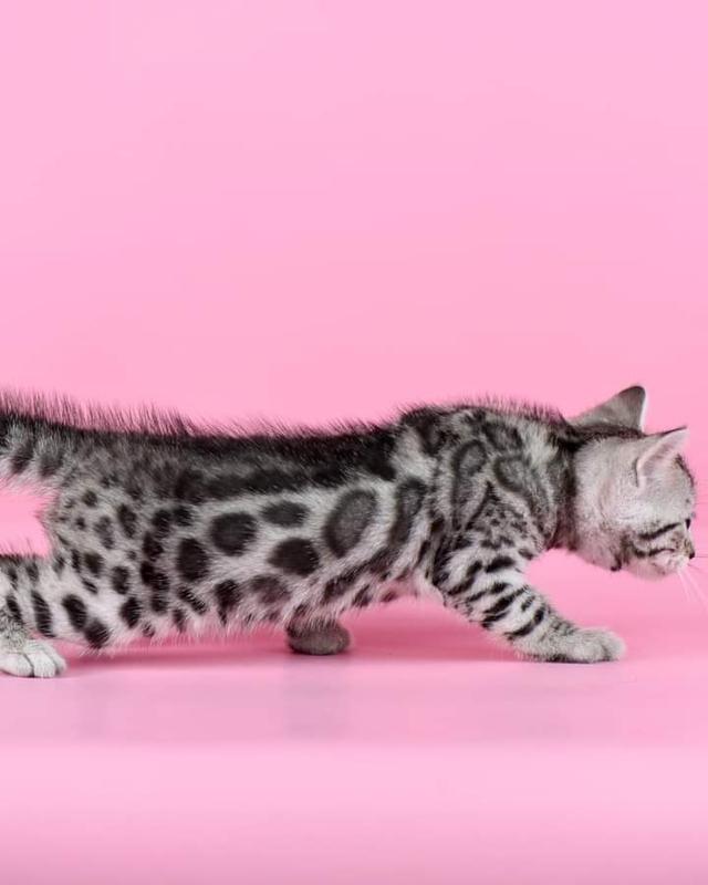 แมวพันธุ์เบงกอล สีsilver 1