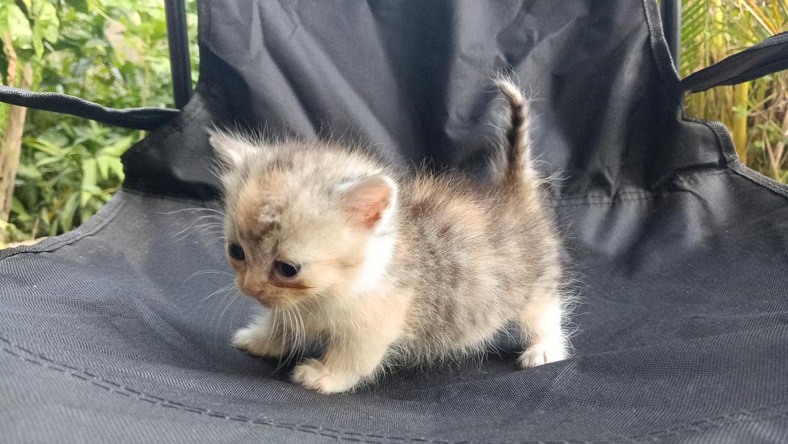 น้องแมวมัชกิ้นเพศเมีย 4