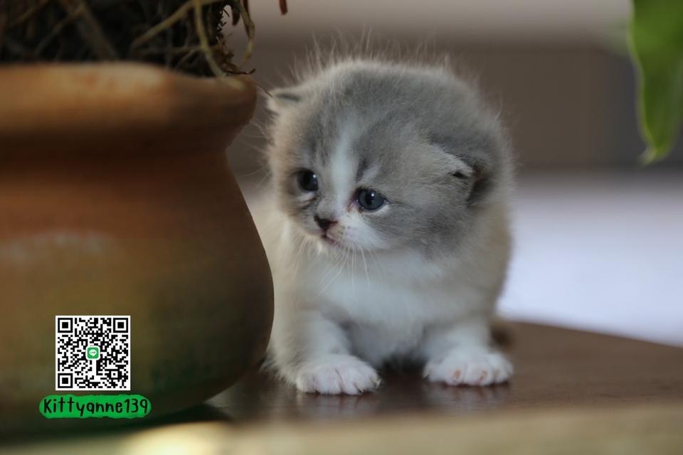 แมวเปอร์เซียผสมบริติช รูปที่ 14