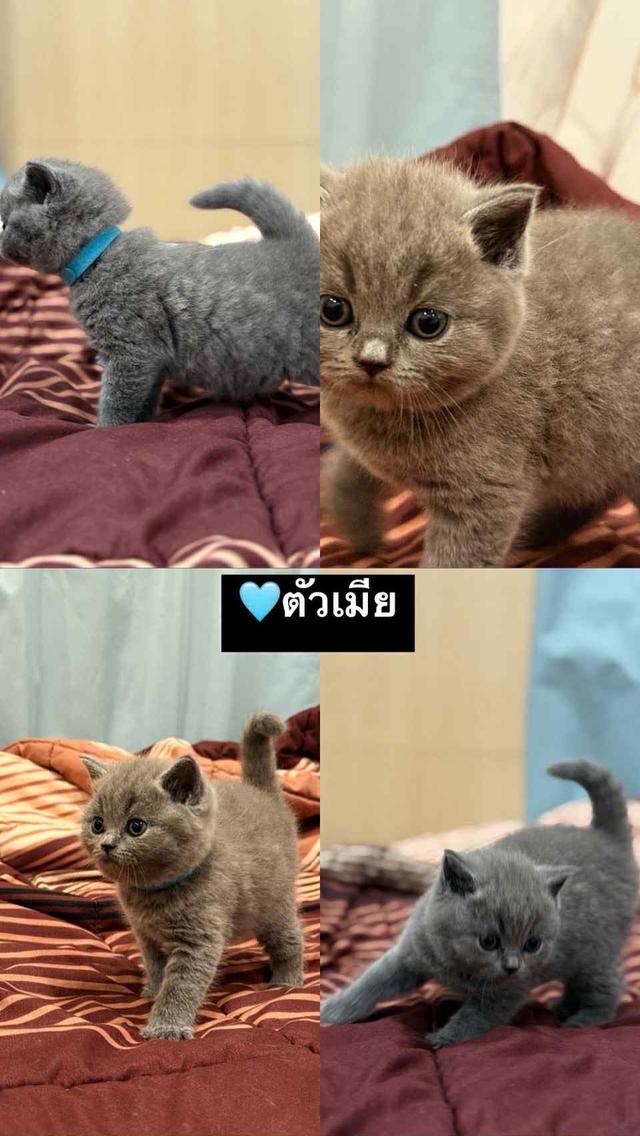 บริติช ช็อตแฮร์ สีบลู 5