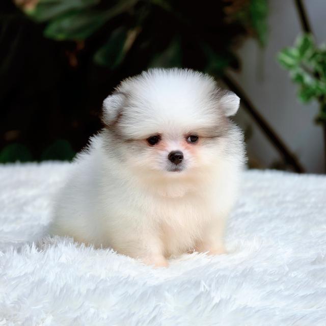 น้องวิลเลี่ยม ปอมหน้าหมีไซส์เล็กสีปาร์ตี้ฟอร์มสวยพร้อมย้ายบ้าน
