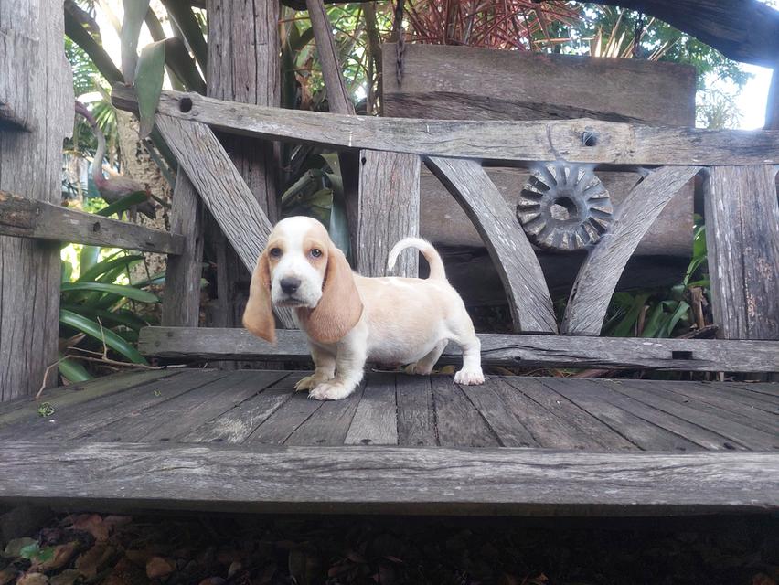 ลูกสุนัขบาสเซ็ตฮาวด์ รูปที่ 3