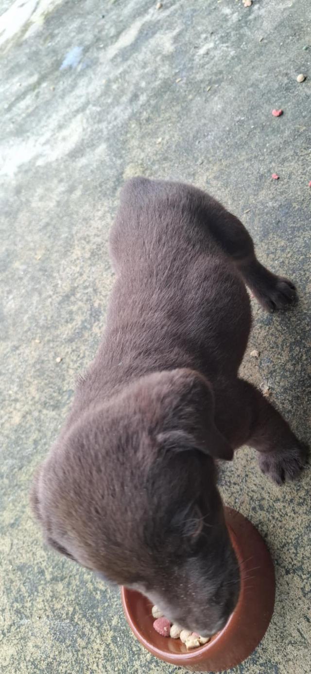 สัตว์ 5