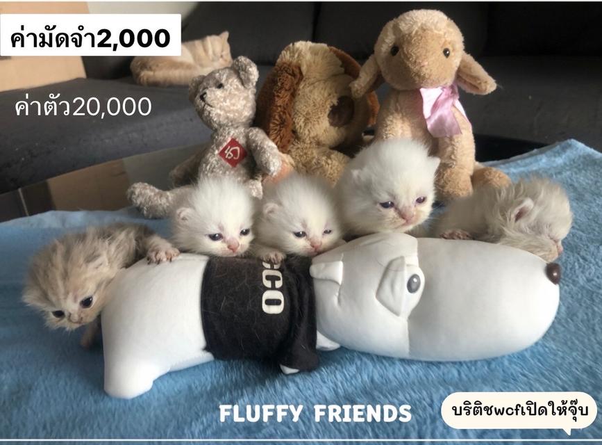 แมว รวมแร็กดอล บริติช ทันช์กิ้น สก๊อติช ลดประชากร พาราเบาทุกคน รูปที่ 5