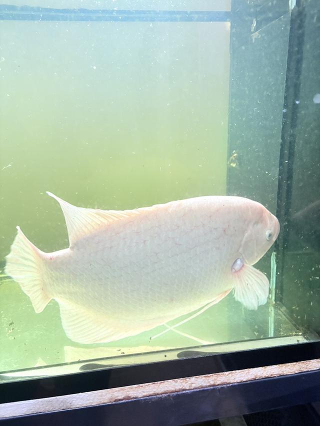 ปลาแรดเผือก ขนาน30cm++ รูปที่ 3