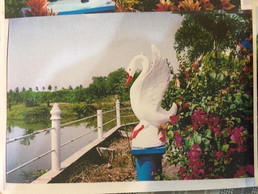 ที่ดินสวน น้ำรอบ สามพราน นครปฐม 9