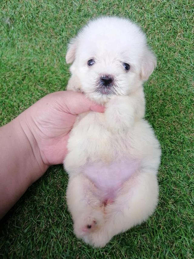 ดญ.กะทิ 3500
