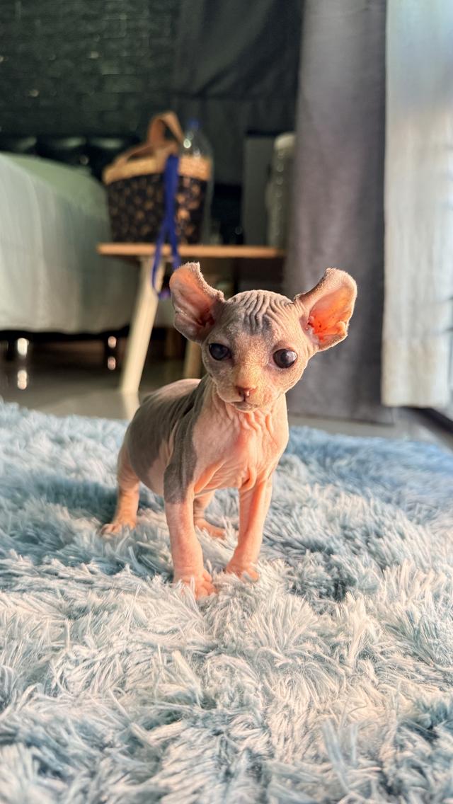 แมว สฟิงซ์ เพศเมีย หูพลิก 5