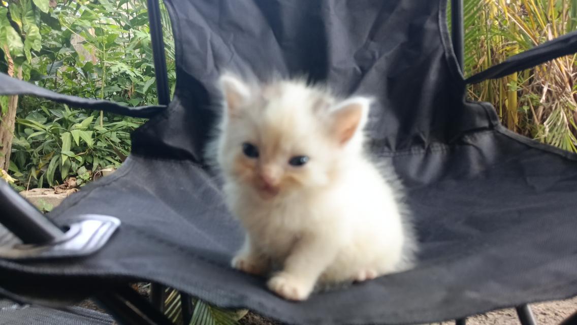 สก๊อตติสเพศผู้เพศเมีย 7