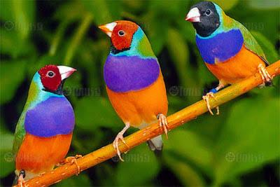 Gouldian Finch 2