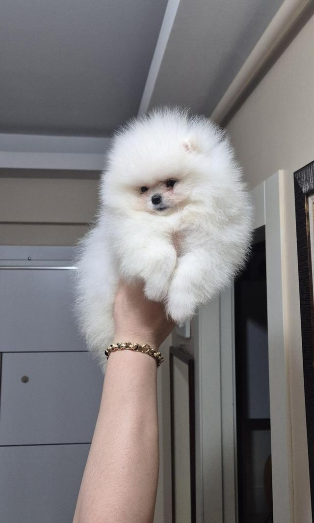 Pomeranian puppies  WhatsApp me : +66 63 826 3042